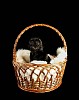 Black pug sitting in the basket on the black background