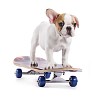 Isolated puppy standing on the skateboard