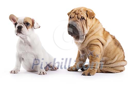 Isolated two puppies Isolated two puppies