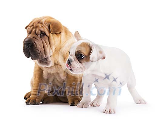 Isolated two puppies Isolated two puppies