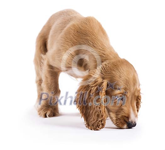 Isolated cute puppy sniffing