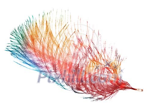 Feather with lots of colours Feather with lots of colours