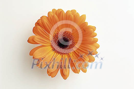 Clipped Flower Stock Images Clipped Flower Stock Images