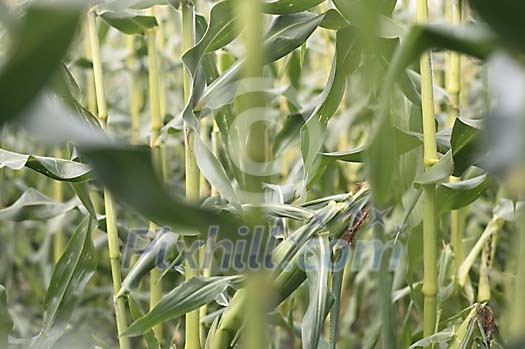 Background Stock Photos Subscription Background Stock Photos Subscription