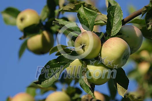 Food Stock Photo Subscription Food Stock Photo Subscription