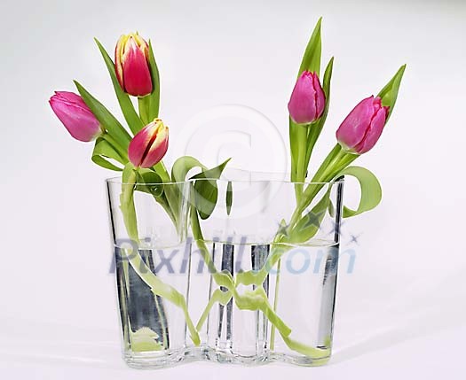 Clipped Flower Stock Images Clipped Flower Stock Images