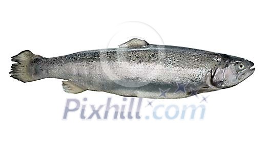 Food Stock Images with clipping path Food Stock Images with clipping path