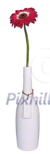 Clipped Flower Stock Images Clipped Flower Stock Images