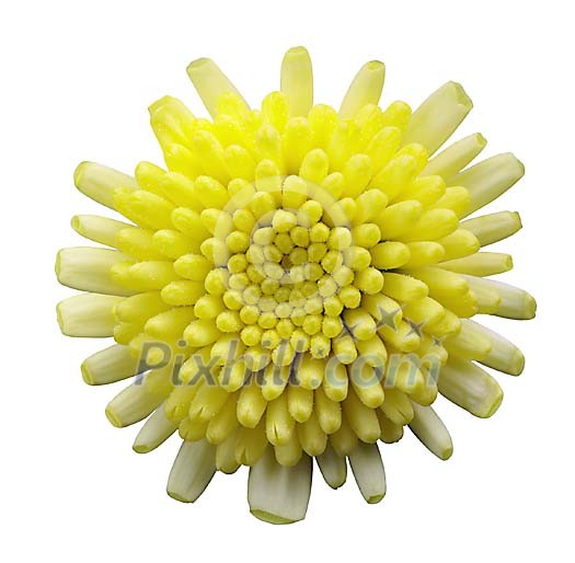 Clipped Flower Stock Images Clipped Flower Stock Images