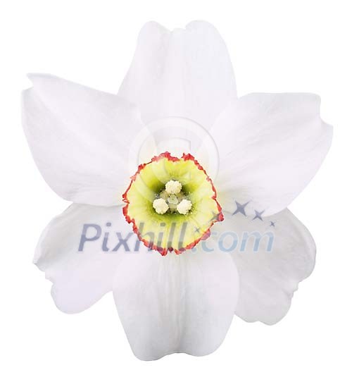 Clipped Flower Stock Images Clipped Flower Stock Images