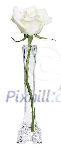 Clipped Flower Stock Images Clipped Flower Stock Images