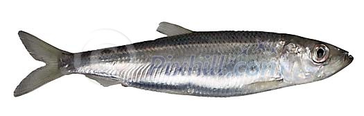 Food Stock Photo Subscription Food Stock Photo Subscription