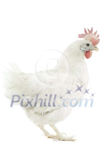 Download Clipped Stock Photos Download Clipped Stock Photos