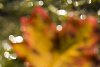 Hazy autumn leaf closeup