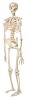 White skeleton standing