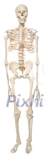 Front view of a skeleton Front view of a skeleton