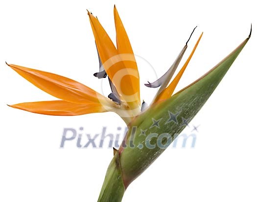 Isolated strelitzia Isolated strelitzia