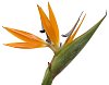 Isolated strelitzia