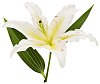 Isolated blossoming white lily