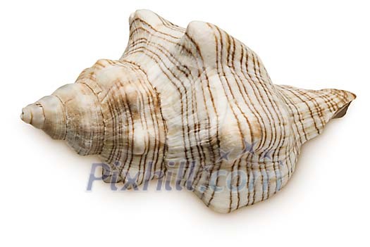 Isolated seashell Isolated seashell