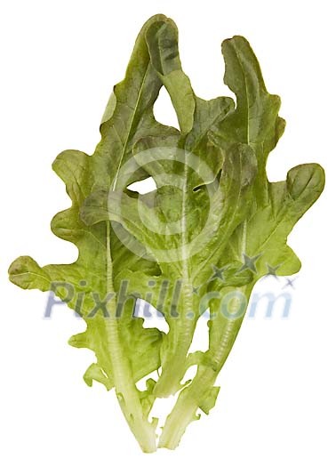Isolated green lettuce Isolated green lettuce