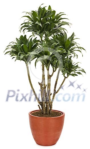 Isolated potplant Isolated potplant