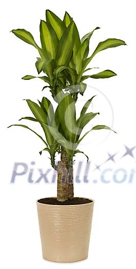 Isolated house plant Isolated house plant