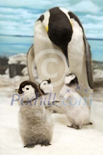 Penguin family image Penguin family image