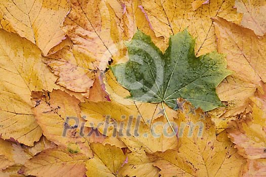 Background of single green leaf on the yellow leaves Background of single green leaf on the yellow leaves