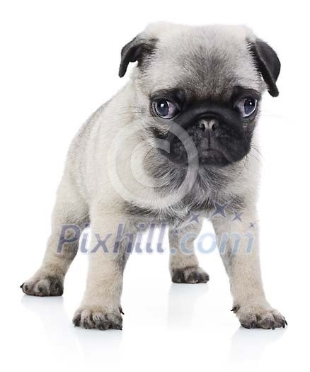Cute pug puppy Cute pug puppy
