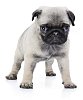 Cute pug puppy