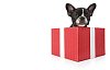 Isolated french bulldog puppy in a gift box