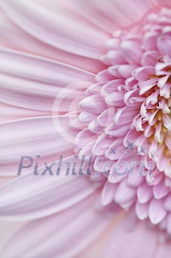 Background of a violet flower Background of a violet flower