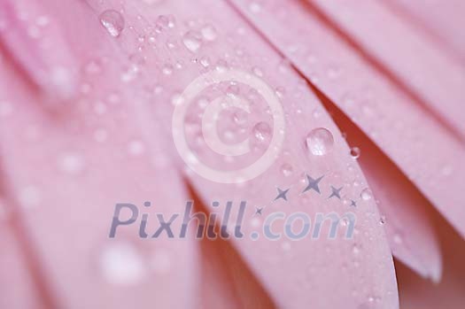 Background of the waterdrops on a flower Background of the waterdrops on a flower