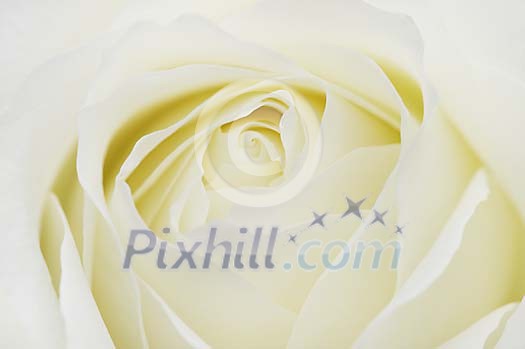 Background of a white rose Background of a white rose