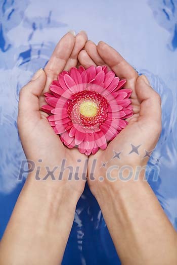Female hands holding a pink gerbera over the water Female hands holding a pink gerbera over the water