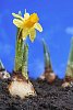 Blooming daffodil growing on the ground