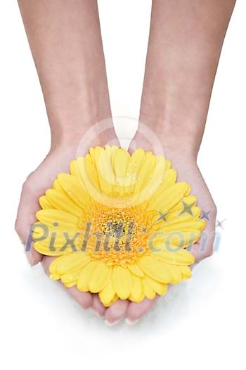 Isolated female hands holding a yellow gerbera Isolated female hands holding a yellow gerbera