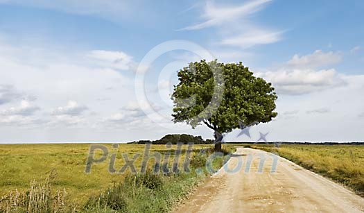 Single tree by a countryside road Single tree by a countryside road