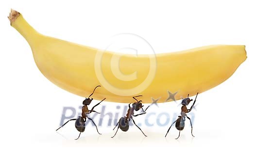 Three ants carrying banana