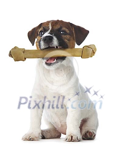 Terrier puppy with big bone Terrier puppy with big bone