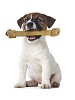 Terrier puppy with big bone