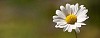 Close-up of lonely daisy