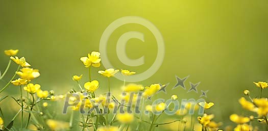 Field of buttercups Field of buttercups