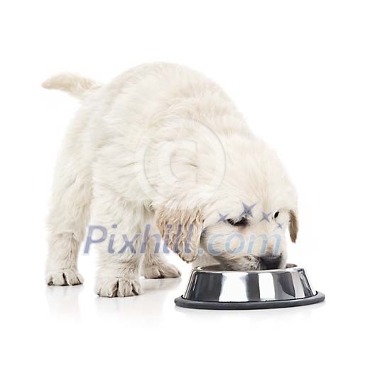 Retriever puppy eating Retriever puppy eating