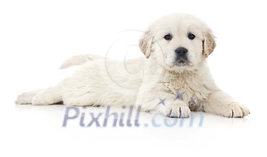 Puppy laying on the floor Puppy laying on the floor