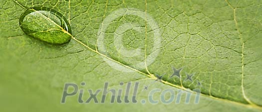 Waterdrop on a leaf Waterdrop on a leaf