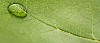 Waterdrop on a leaf