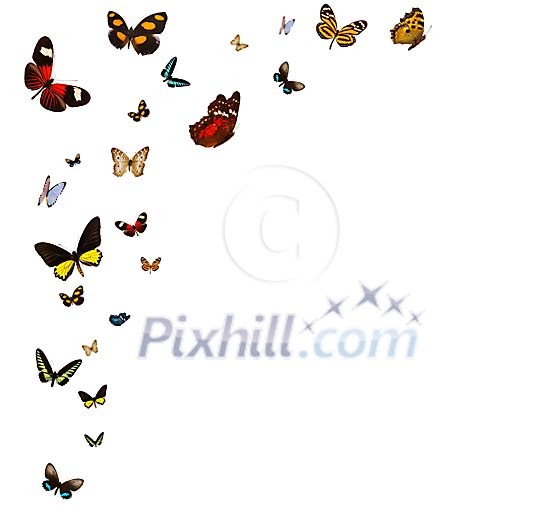 Butterfly frame on a white background Butterfly frame on a white background