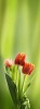 Three tulips on a green background